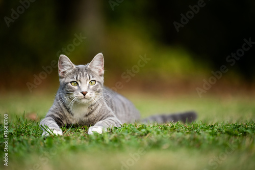 Gray tabby cat ready to pounce