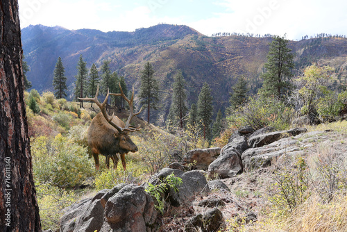 Bild auf Leinwand Bull elk grazing in the Salmon River breaks near Lucille Idaho in the early fall