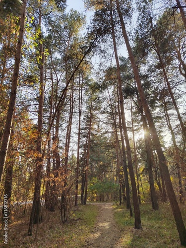 forest, tree, nature, trees, autumn, landscape, green, woods, park, wood, pine, path, foliage, sun, fall, season, light, leaf, spring, plant, leaves, woodland, environment, road, natural