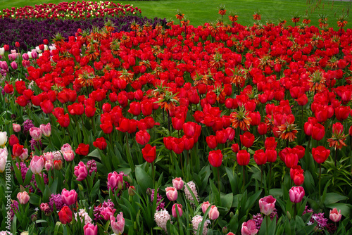 Tulips flowers blooming in the spring