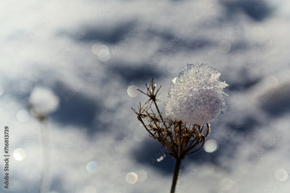 Winter wonderland, snow crystals on a withered flower, close-up photo Winter wonderland, snow crystals on a withered flower, close-up photo
