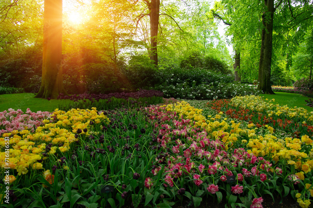 Fototapeta premium Spring flower park in the sunlight