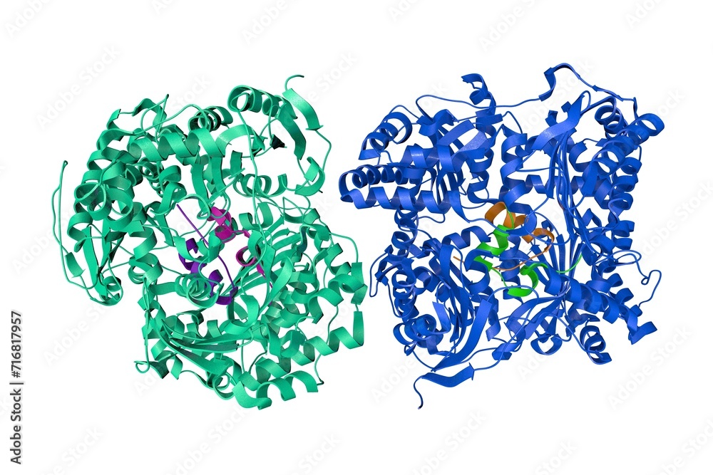 Fototapeta premium Human insulin-degrading enzyme in complex with insulin. Ribbons diagram with differently colored protein chains based on protein data bank entry 2wby. 3d illustration