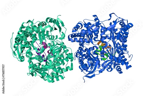 Human insulin-degrading enzyme in complex with insulin. Ribbons diagram with differently colored protein chains based on protein data bank entry 2wby. 3d illustration