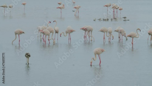 Flamingos in shallow water, moving their pink legs photo