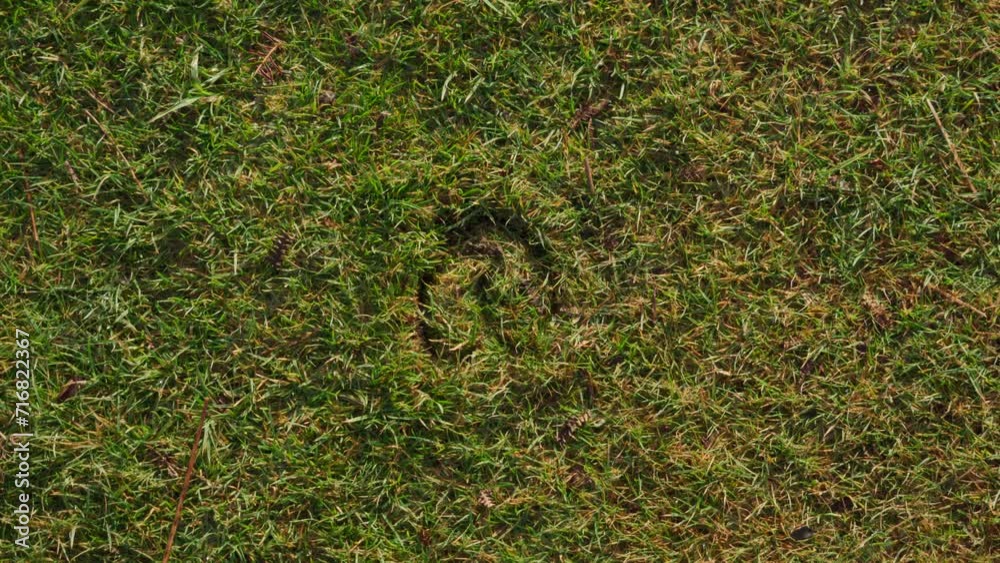 A wild pony footprint or hoofprint in grass