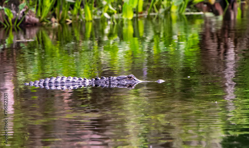 Live Florida Alligator Swimming in Wakulla Springs