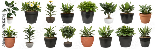 Collection of beautiful plants in ceramic pots isolated on transparent background - nature - forest - tropical jungle element - video compositing footage