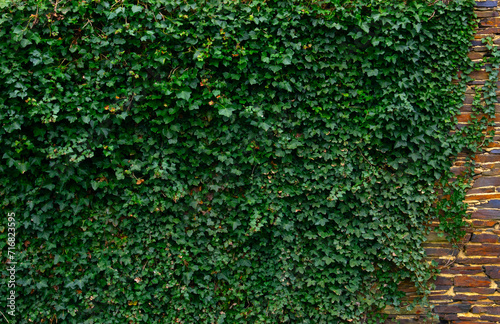 Ivy brick wall texture