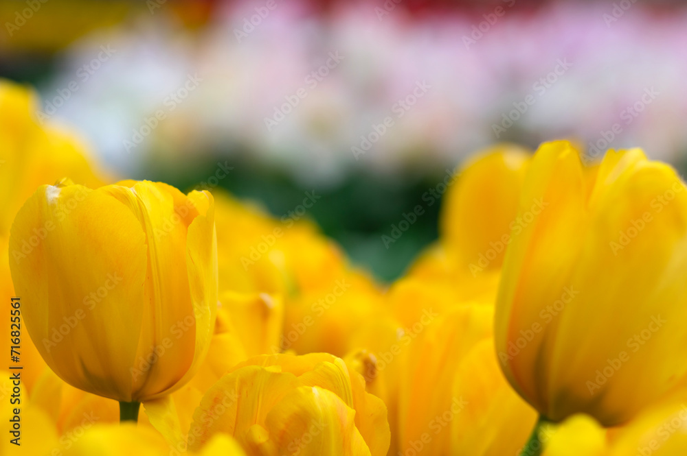 Tulips flower blooming in the colorful background Tulips flower blooming in the colorful background