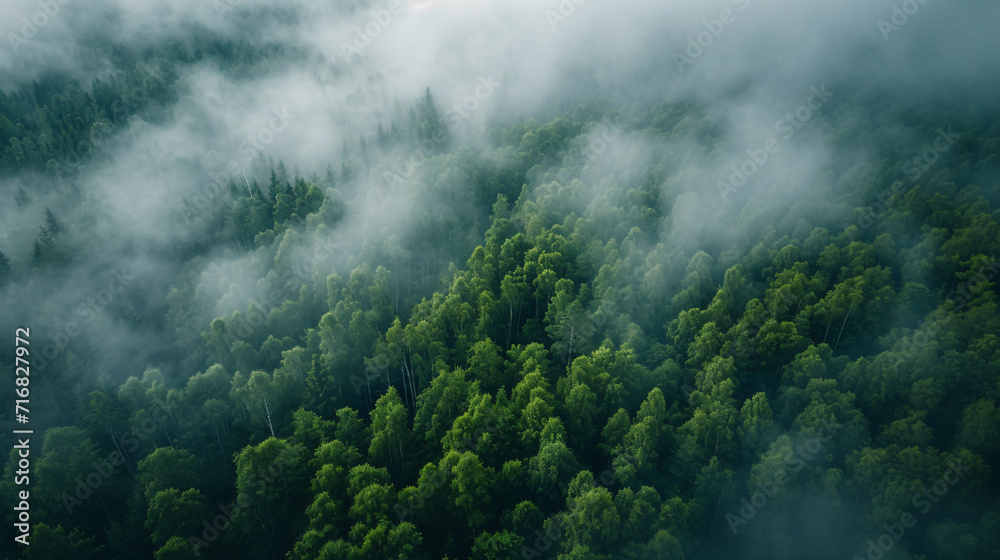 Fototapeta premium Misty forest, beautiful moody landscape