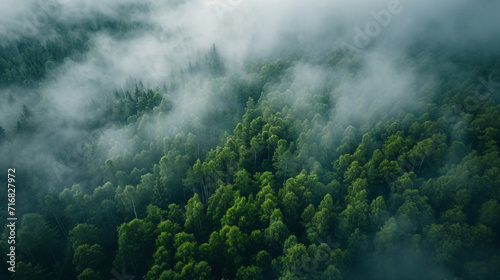 Misty forest  beautiful moody landscape