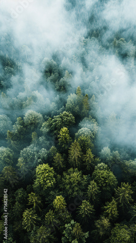 Misty forest, beautiful moody landscape