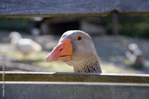 Goose head