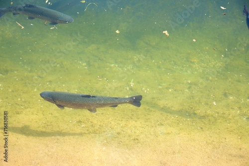 Trout in the river