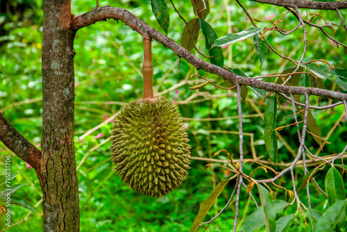Fresh local Indonesian durian. The durian is still on the tree, maintaining its freshness. The durian tree.