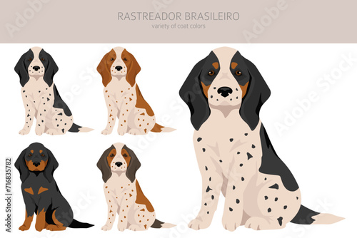 Rastreador Brasileiro puppies clipart. All coat colors set.  All dog breeds characteristics infographic
