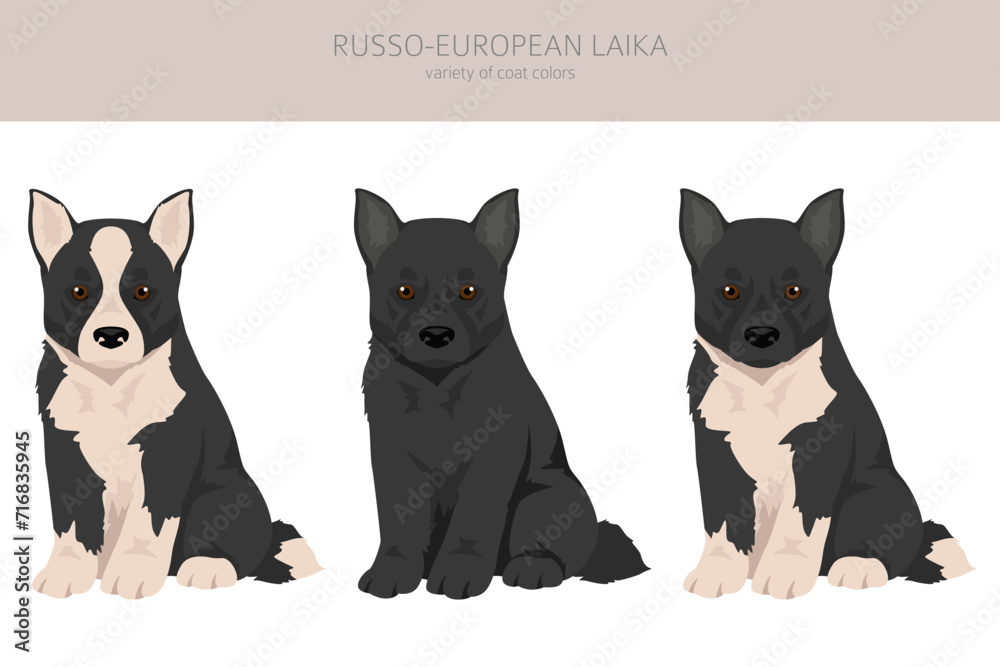 Russo-European Laika puppy clipart. All coat colors set.  All dog breeds characteristics infographic