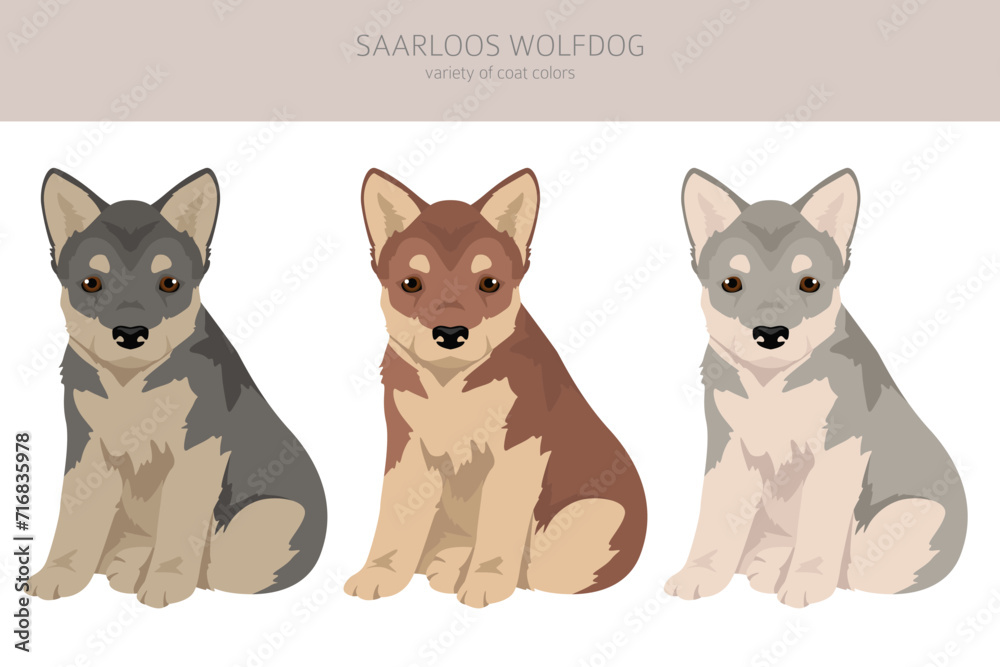 Saarloos Wolfdog puppies clipart. All coat colors set.  All dog breeds characteristics infographic
