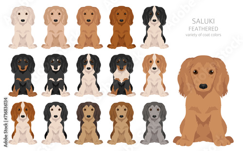 Saluki Feathered puppies clipart. Different poses, coat colors set