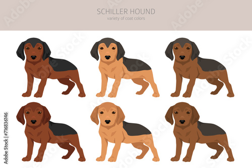 Schiller Hound puppies clipart. All coat colors set.  All dog breeds characteristics infographic