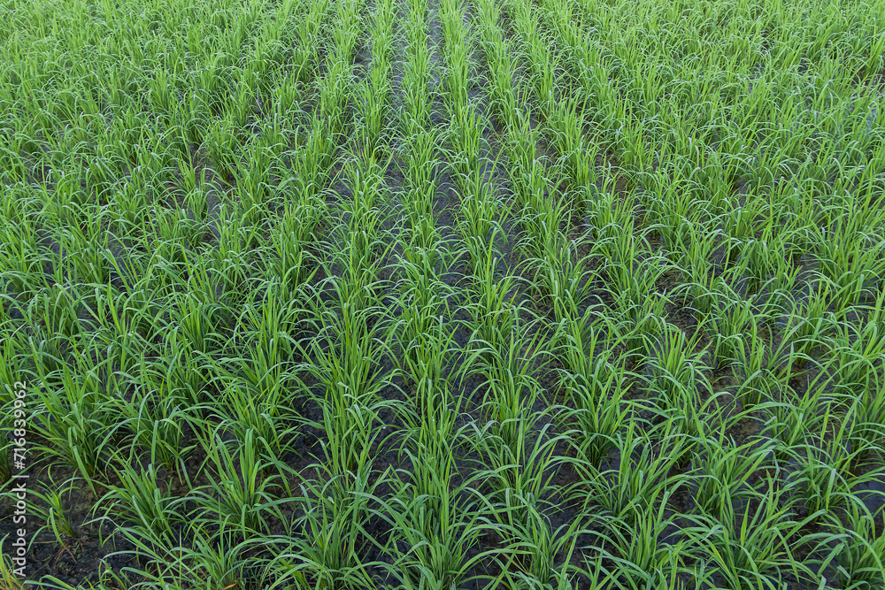 Obraz premium View of Young rice arranged in rows and sprout ready to growing in the rice field.
