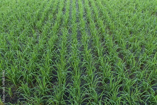 View of Young rice arranged in rows and sprout ready to growing in the rice field.