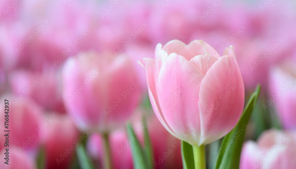 A delicate pink tulip stands out against a soft-focus pink tulips backdrop of blooming flowers. Ideal for spring themes, romantic and floral designs.