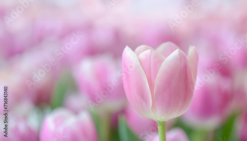 A delicate pink tulip stands out against a soft-focus pink tulips backdrop of blooming flowers. Ideal for spring themes, romantic and floral designs.