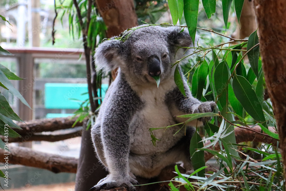 Obraz premium Koala