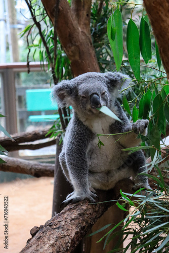 Photography Koala