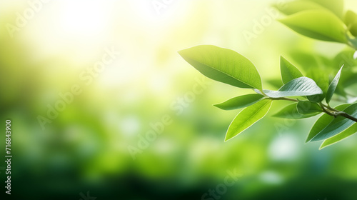 green leaves on a sunny day background, nice blurr focus and flares, perfect for graphic design