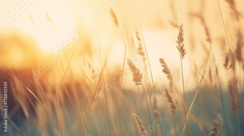 sunset in the field, with golden wild grass, soft and warm colors, focus bokeh blurr