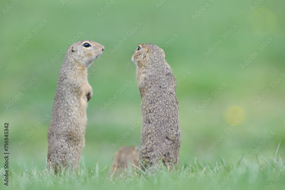 Ground squirrels stand upright on their hind legs and watch the surroundings in the meadow