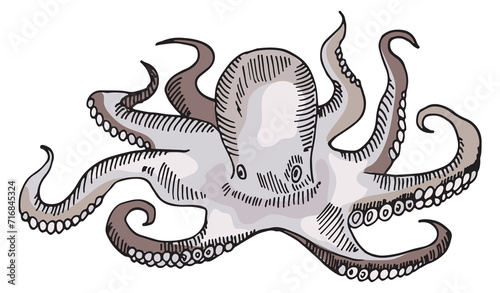 Octopus color illustration. Wild ocean fauna sketch