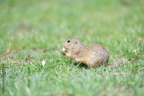 Obraz na płótnie Ground souslik peeks and lurking out of the burrow around the meadow w salonie