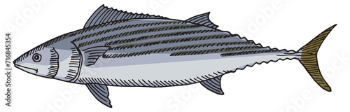 Tuna illustration. Sea fish. Hand drawn underwater animal