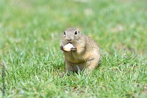 Obraz na płótnie Ground squirrel keeps food in the front paws and eats in the grass w salonie