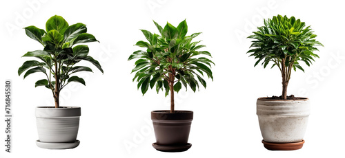 A green plant in a white and brown pot in PNG format or on a transparent background. Decoration and design element for a project, banner, postcard, business, presentation. Indoor beautiful flower.