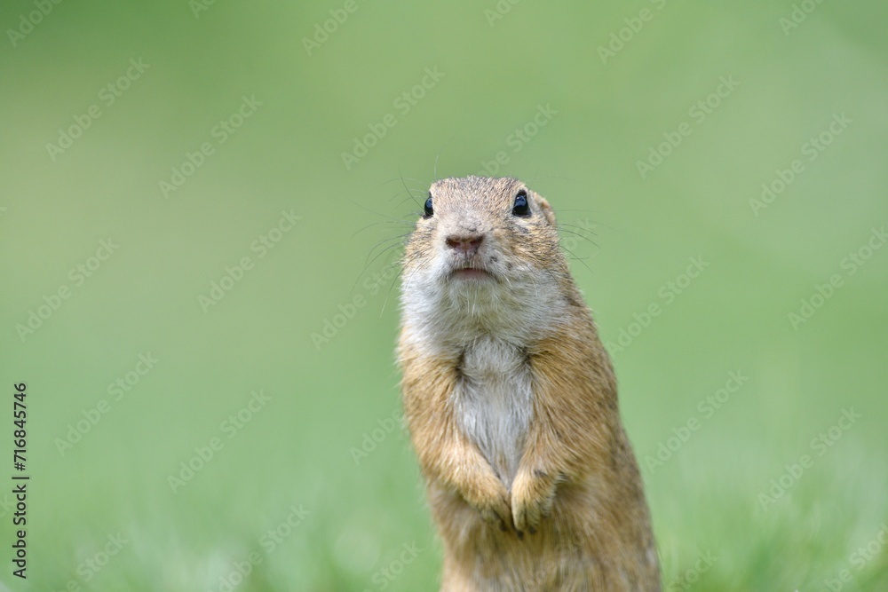Portrait of ground squirrel on the grass meadow