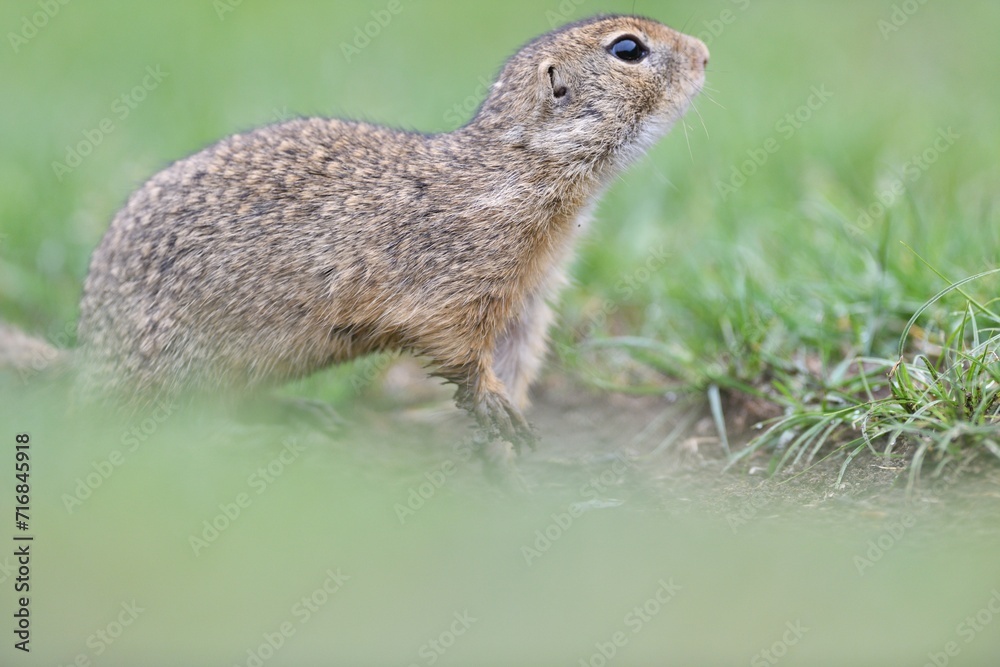 Portrait of ground squirrel on the grass meadow