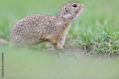 Obraz na płótnie Portrait of ground squirrel on the grass meadow w salonie