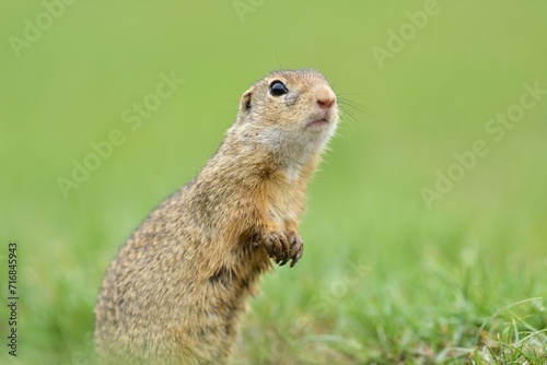 Obraz na płótnie Portrait of ground squirrel on the grass meadow w salonie