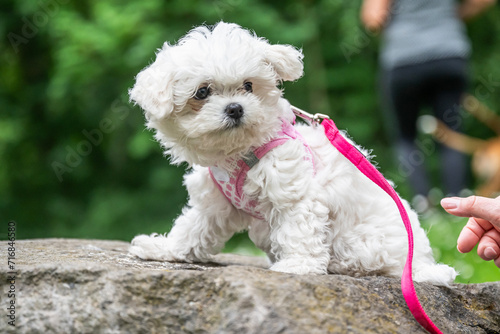 Little sweet white Maltipoo puppy baby is walking in nature