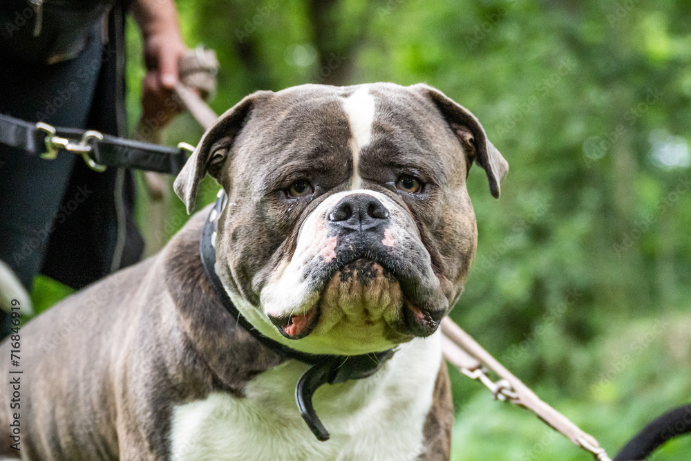 Big old English Bulldog relaxing in the park close up Face Big old English Bulldog relaxing in the park close up Face