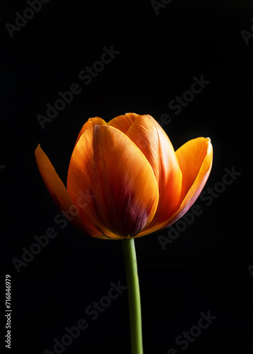 A radiant orange tulip blooms against a dark backdrop, highlighting its vibrant petals and delicate structure