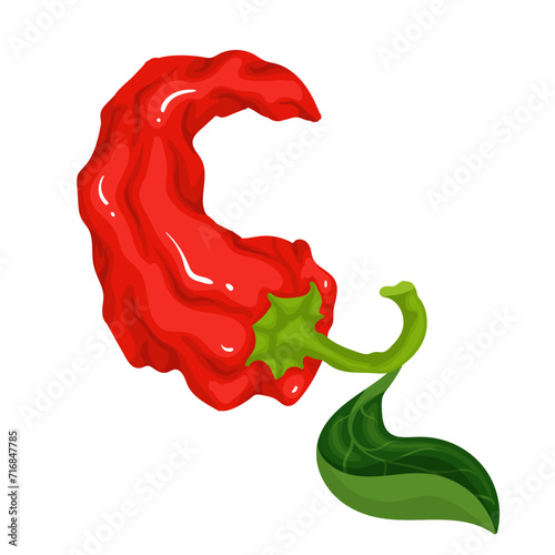A pod of ripe red chili pepper. Vector graphics.