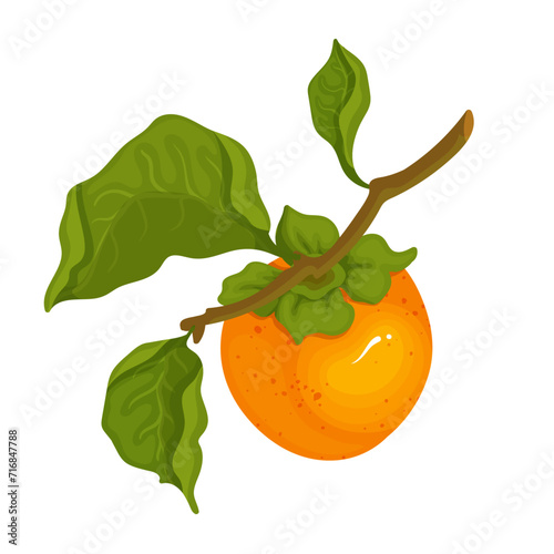 Juicy ripe persimmon fruit. Vector graphics.