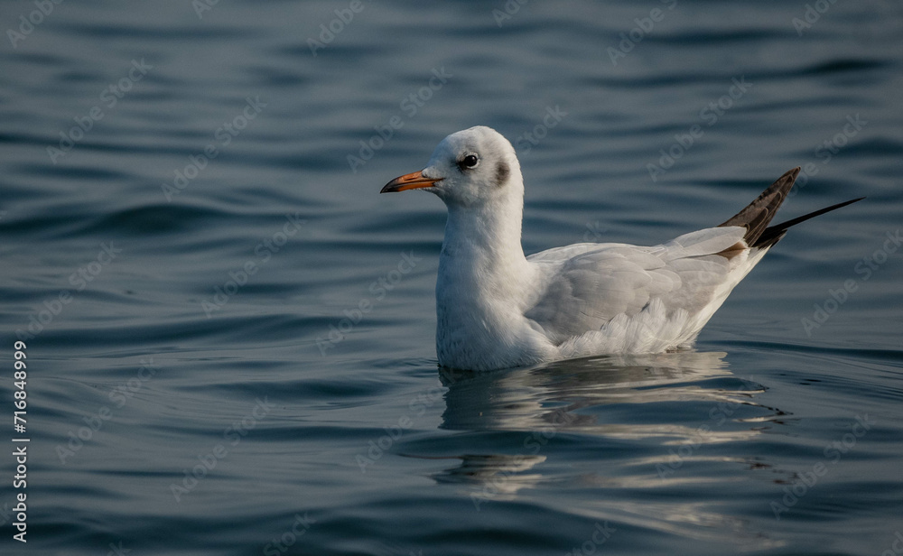 Gull Glossary Gull Glossary