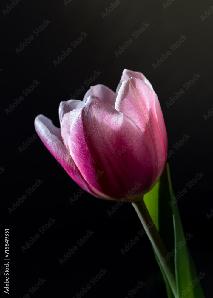 A radiant pink tulip blooms against a dark backdrop, highlighting its vibrant petals and delicate structure A radiant pink tulip blooms against a dark backdrop, highlighting its vibrant petals and delicate structure